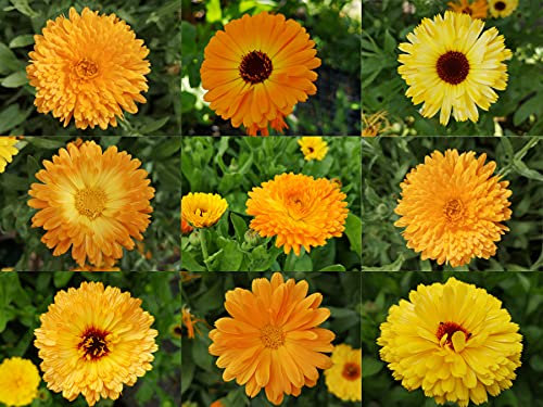 deutsche Ringelblumen Samen von gelb bis orangene Blüten, lat. Calendula, bienenfreundliche Heilpflanze mit gefüllter Blüte (1.000 Samen)