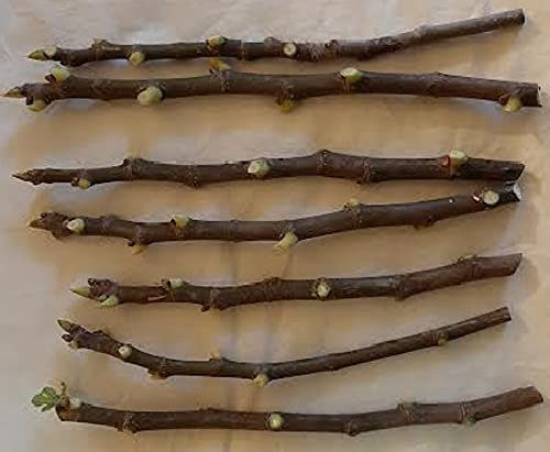 Fig Tree Cuttings Coll de Dama- Blanca