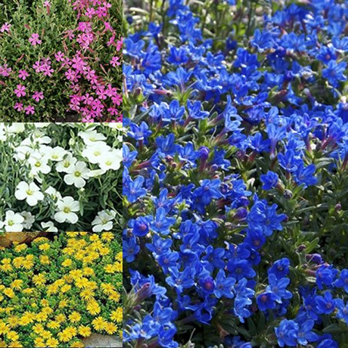 GardenersDream Lot de 24 plantes alpines mixtes – Plantes d'extérieur à feuillage persistant pour le jardin – Arbustes fleuris prêts à l'emploi (10-20 cm, pot de 9 cm inclus)