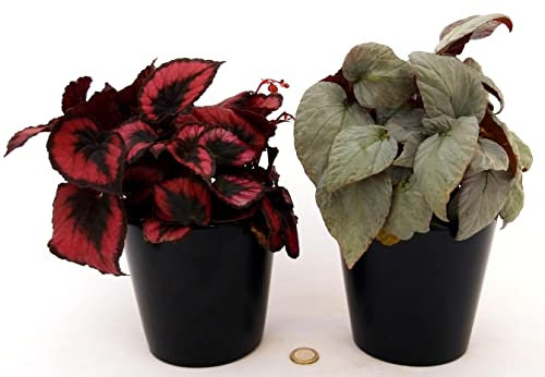 POWERS TO FLOWERS - BEGONIA REX BOLERO e BEGONIA RED ROBIN, IN VASO 12CM DIAMETRO, piante vere
