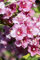 Weigela florida 'Nana Variegata' 100-125 cm - Weigelie, cremeweiße Blüten, Blütezeit Mai-Juni, ideal für Hecken und Rabatten, bienenfreundlich, pflegeleicht