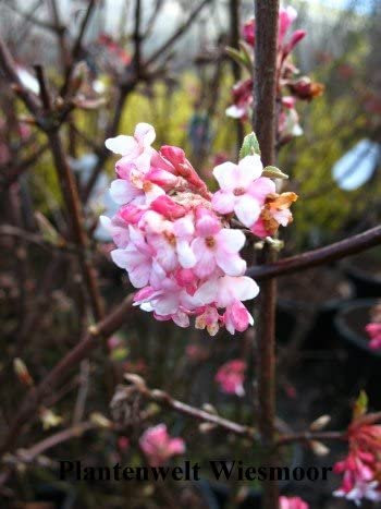 Viburnum bodnantense 'Dawn' 60–80 cm – Winterhart, Mehrjährig, Pflegeleicht – Winterschneeball – Zierstrauch für Garten & Beet