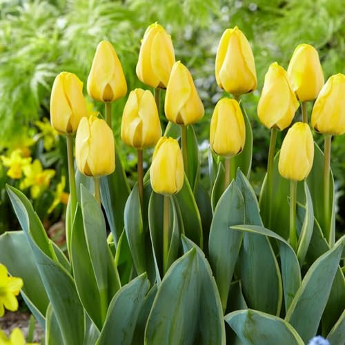 Bulbes de tulipes Single Yellow Passion (25 pièces) tulipes jaunes exclusives de Hollande, résistantes au froid et vivaces pour le jardin, les pots, le balcon d'Amsterdam (gros bulbes)