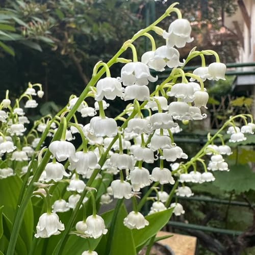 Bulbi di mughetto - giardino mughetto balcone interno tappezzanti giardino roccioso arredamento del soggiorno balcone 8pcs