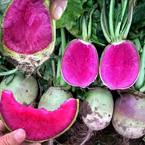 Haloppe 100 Stück Karottensamen für die Bepflanzung des Hausgartens, Rettichsamen, Gemüse, grüne, mehrjährige Gartensamen für den Bauernhof Karottensamen