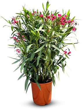 Sunny Tree - Pianta - oleandro - Nerium oleandro - Colore Rosso - Altezza 140-160 cm - Pianta per esterni - Pervinca in inverno - Pianta mediterranea