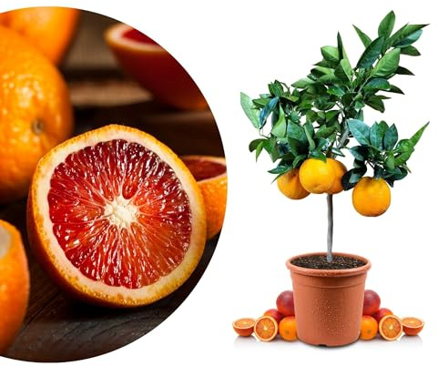 Blutorangenbaum Moro Mezzo - echte Blutorange - Zitruspflanze - Blood Orange - veredelter Apfelsinenbaum in Gärtner-Qualität (Moro, Mezzo)