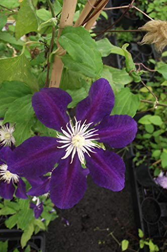 Clématite The Vagabond