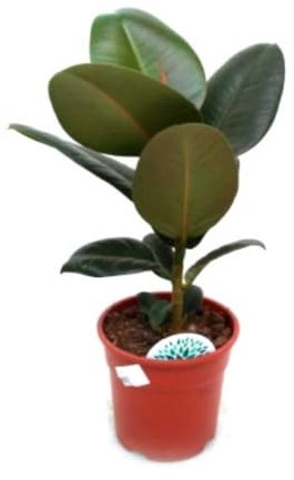 Ficus Robusta, 40-50 cm. Planta natural de interior con hojas grandes, ovaladas y brillantes, fácil de cuidar y elegante. Segura Garden.