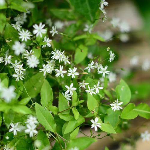 semillas de pamplina, de jardín de medios estelares, balcón regalos 200pcs