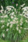 Pennisetum alopecuroides 'Herbstfreude' - Lampenputzergras, grüne Blütenähren, ideal für Rabatten, winterhart, pflegeleicht