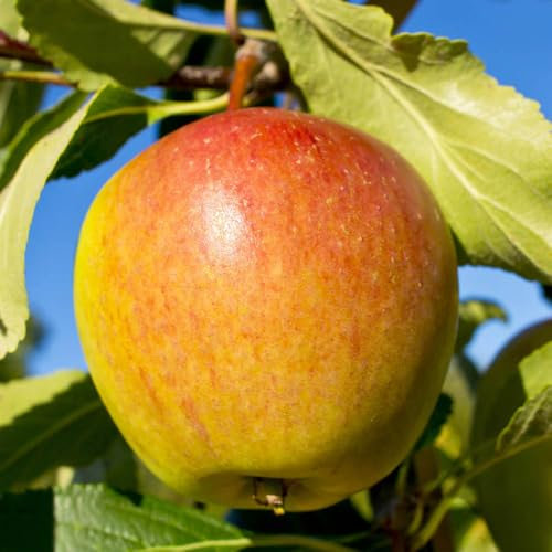 You Garden - Apple Patio Fruit Tree 'Cox's Orange Pippin' in a 5L Pot 90-110cm Tall Grow Your Own Apple Fruit Tree in Gardens Outdoor - Supplied as 1 Established Apple Tree Ready to Plant Out