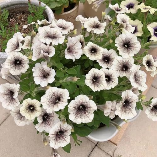 petunias - petunias colgantes de jardín de semillas pradera semillas petunia Balcón con en macetas resistentes en macetas al aire libre pradera decorativas 130semillas