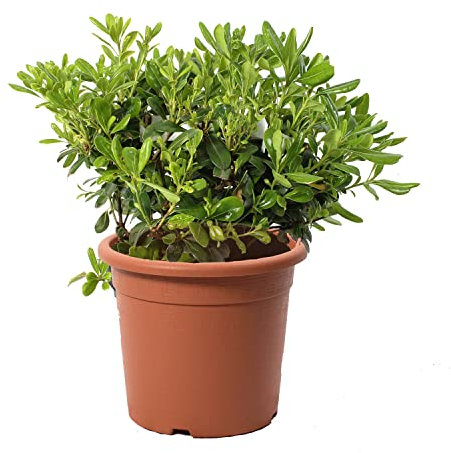 KENTIS - Pittosporum Tobira Nain - Plantes de Haie - Plantes Vraies d'Extérieur - Plante Résistante - H 30-40 cm Pot Ø 18 cm