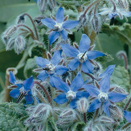 Borage Herb Seeds Hardy Annual Flowering Garden Plants Easy to Grow Your Own 1 Packet of 100 Seeds by Thompson and Morgan