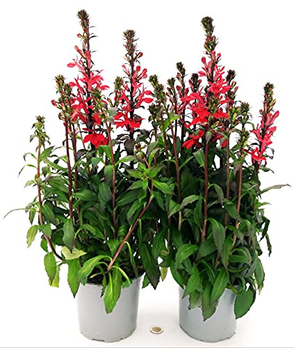 POWERS TO FLOWERS - LOBELIA SPECIOSA ROSSA, 2 PIANTE, piante vere