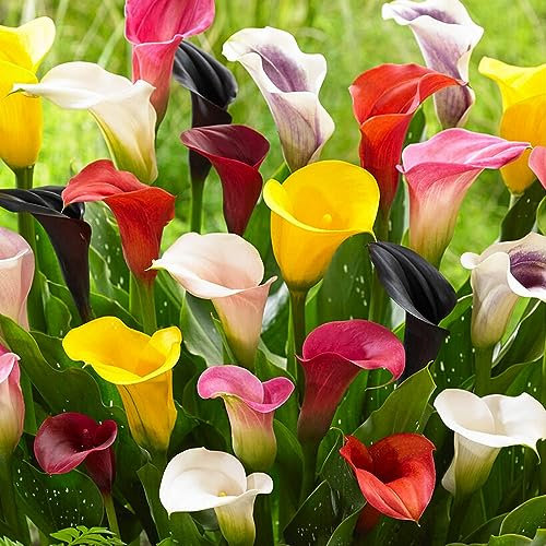 10 Pcs Calla Zwiebeln, Stauden Winterhart Mehrjährig, Blumen Balkon Geschenke Für Gärtner Calla Lilien Zwiebeln, Zantedeschia Aethiopica, Balkongarten Dekoblumen, Wildflower Summer