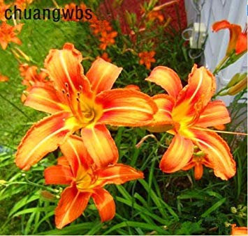 100 Pz/borsa Hemerocallis Seme Fulvo Daylily Piante da vaso Piantagione Da Giardino Piante da fiore Semi di Fiori Bonsai Pentola Regalo Spedizione Gratuita 5