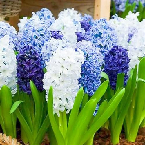 Winterhart MehrjäHrig,Hyazinthen Zwiebeln,Hyazinthen Zwiebeln Winterhart,Gardeners Dream Winterharte Pflanzen,Mehrjährige Stauden,Balkon Pflanzen & Kübelpflanzen,Ideale Garten Pflanzen-4zwiebeln-c