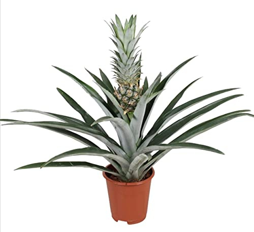 Planta de Piña (Ananas Comosus) Árbol Frutal Natural Que Hace Piñas