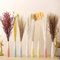 SZGULAIKE Pampas Secas Decoracion, 110 Piezas Flores Secas Naturales 40-44 cm, Ramos de Flores Secas Naturales Decoración para el Hogar, Hierba de Pampa Esponjosas para Decoracion Boho Fiestas Bodas