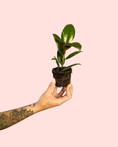 Ficus Elástica Melany | Mini Plantas Naturales Interior | Pur Plant