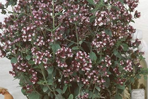 Pcs - 750x Origan Origanum Vulgaris Eko Légumes Plantes - Graines K495 - Seeds & Plants Shop by Ipsa