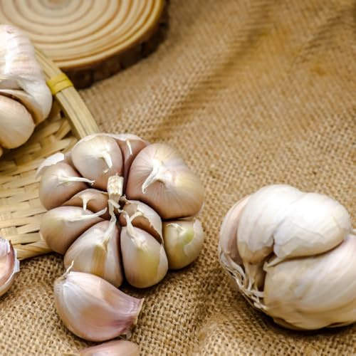 aglio semi di per medicinali piantare l'aglio per giardino di da interno esotiche da rialzate vegetali verdi 130semi