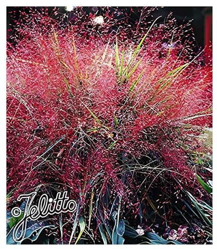 Stauden Gänge 3 x Eragrostis spectabilis Rotes Purpur Liebesgras winterhart