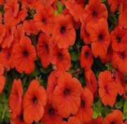 100 orange Petuniensamen