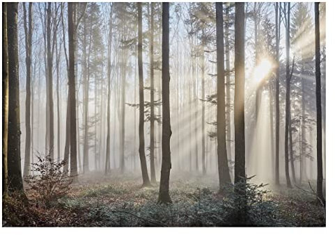 WallArena - Vlies Fototapete Wald Grau Sonne Nebel Bäume Natur 368x254 cm - Fototapeten - Tapeten - für Wohnzimmer Schlafzimmer - Vliestapete Wandtapete Tapete 3D Effekt- inkl. Kleister