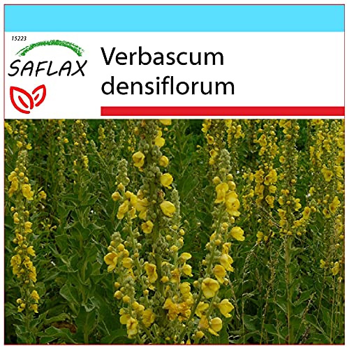 SAFLAX - Presentförpackning - Läkemedelsväxter - Storblommig Mullein - 500 Frön - Med presentförpackning, kort, etikett och pottsubstrat - Verbascum densiflorum