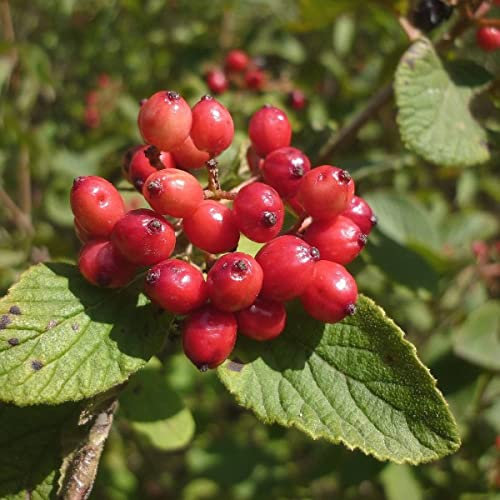 Viburnum Lantana Wayfaring 25 Tree Seeds.