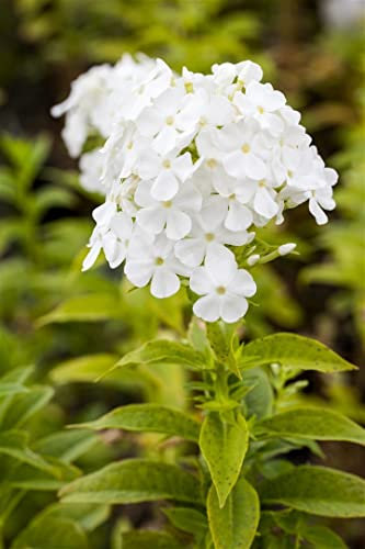 Phlox paniculata 'Fujiyama' 11x11 cm Topf – Winterhart, Mehrjährig, Pflegeleicht – Hoher Sommerphlox – Staude für Beet & Rabatte