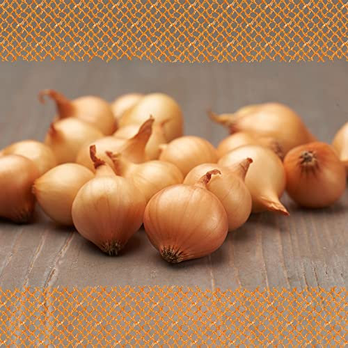 FLORTUS Steckzwiebeln Stuttgarter Riesen 250 g I Alte Zwiebelsorte mit großen Zwiebeln & milder Schärfe I Frühe Sorte mit guter Lagereignung I Ideal für Garten & Hochbeet I Zwiebeln stecken