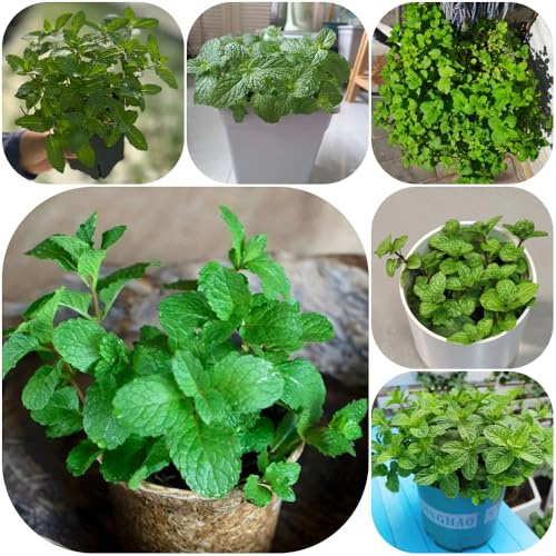 Semi di menta piperita verdi menta rara giardino prodotti sostenibili selvatiche resistenti resistenti per 900pcs