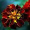 100pz semi di calendula rosso scuro fiori che catturano l'attenzione piantati sulla terrazza del giardino all'aperto creano un affascinante paesaggio di giardinaggio