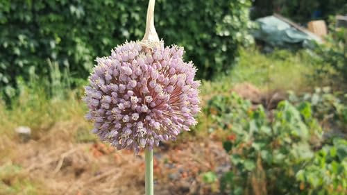 Allium ampeloprasum ssp Ampeloprasum/Ail éléphant/Conteneur de 2 à 2.9 litres/Aromatique
