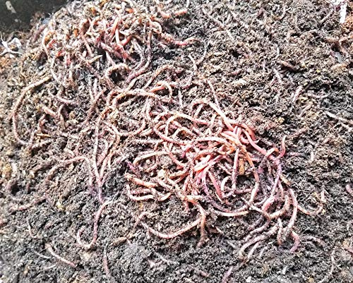 Worms4Earth Red Wigglers - 1 lb (1000 Count) Composting Worms for Gardeners, Farmers, Composters