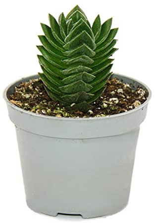 Exotenherz - Sukkulente - Crassula Buddhas Tempel - Mini-Dickblatt - 6cm Topf