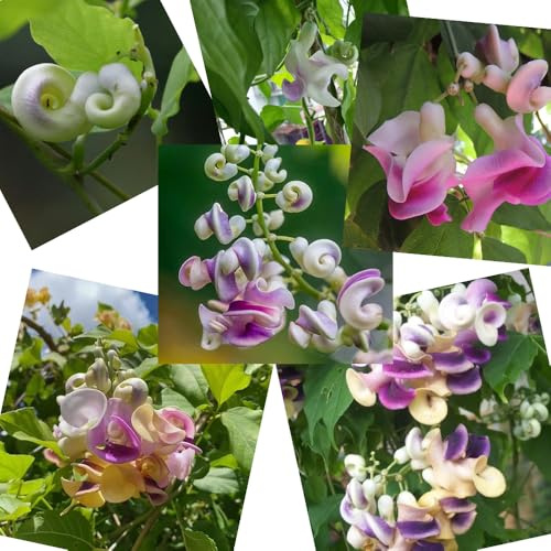 semillas de frijol caracol - Vigna caracalla - resistentes perennes exóticas 35pcs