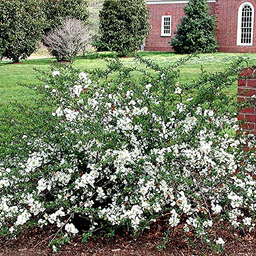 1 X CHAENOMELES 'Jet Trail' Japanese Quince DECIDUOUS Hardy Shrub Plant in Pot
