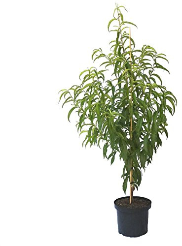 Nektarinenbaum Early Sungrand Buschbaum 110-140 cm, 10 Liter Topfballen, Unterlage Prunus pumila