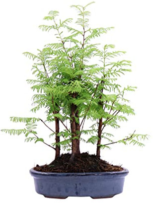 Bonsai vero di Metasequoia pianta ornamentale da arredo interno vaso in terracotta venduto da eGarden.store
