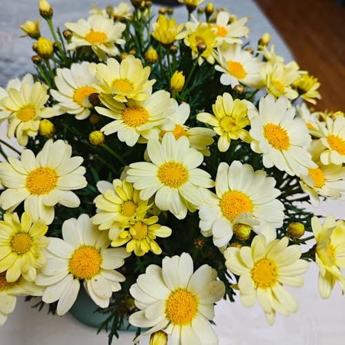 margeriten pflanzen samen - flower seeds pflanzen für garten margeritensamen blumen pflanzen ostergeschenke blumenwiese mehrjährig gartenpflanzen wildblumen winterharte stauden 100pcs