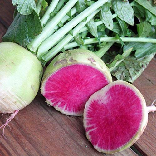 Radish 'Watermelon' 100 Seeds - Bright Pink Flesh- Original, Doesn't go 'Woody',Tasty