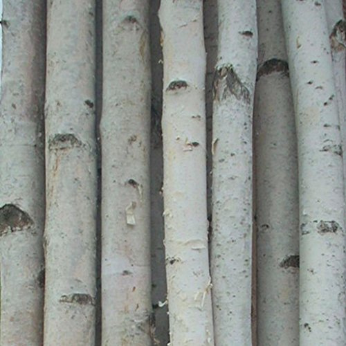 Northern Boughs Four Thick White Birch Poles 4 ft
