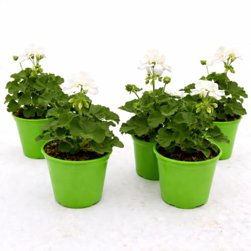POWERS TO FLOWERS - GERANIO ZONALE HERCULES, PELARGONIUM, 5 PIANTE VASO 14, BIANCO, piante vere