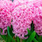 Nuovi semi di fiori di giacinto rosa 90 pezzi