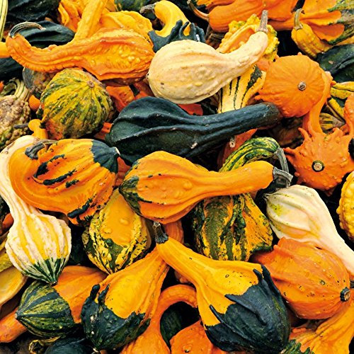 Zierkürbis, 'Autumn Wings'